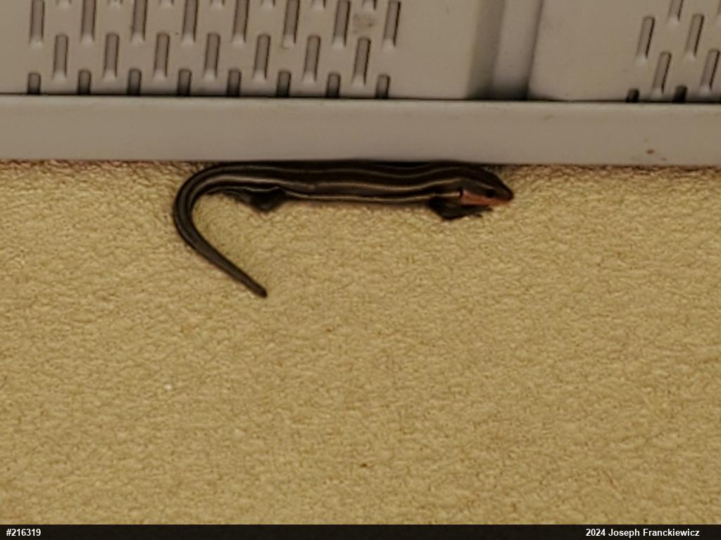 Common Five-lined Skink