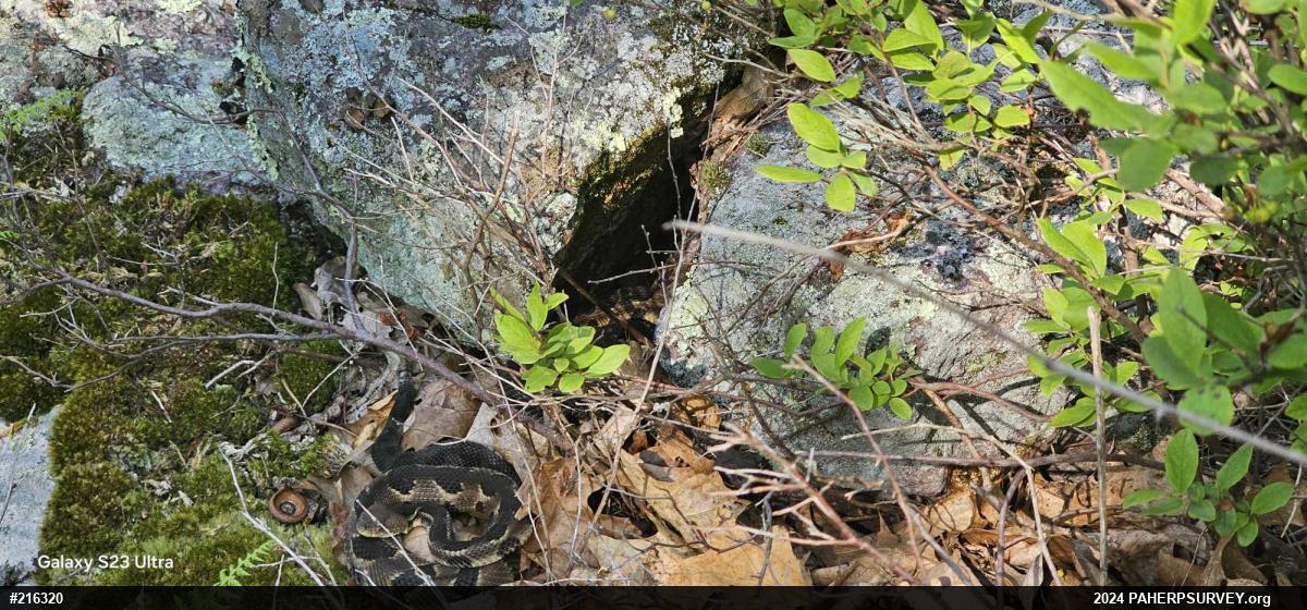 Timber Rattlesnake