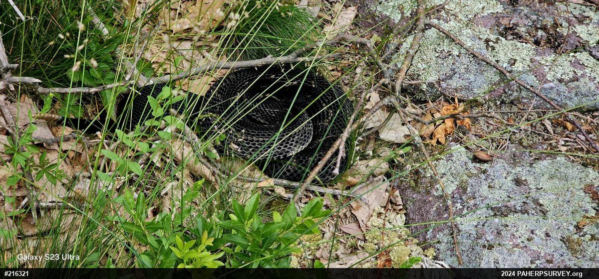 Timber Rattlesnake