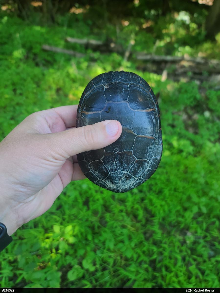 Midland Painted Turtle