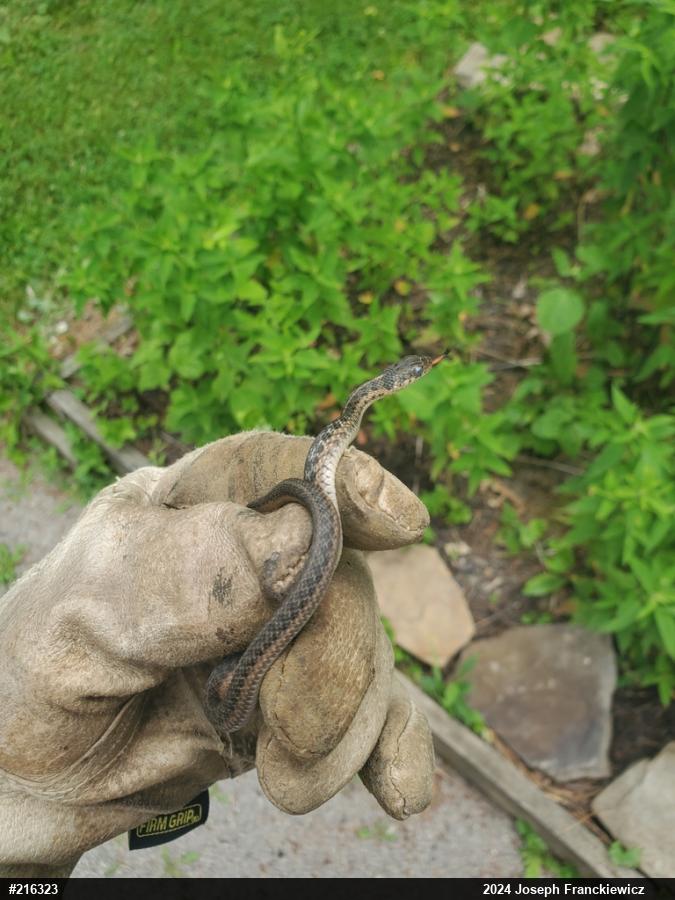Eastern Gartersnake