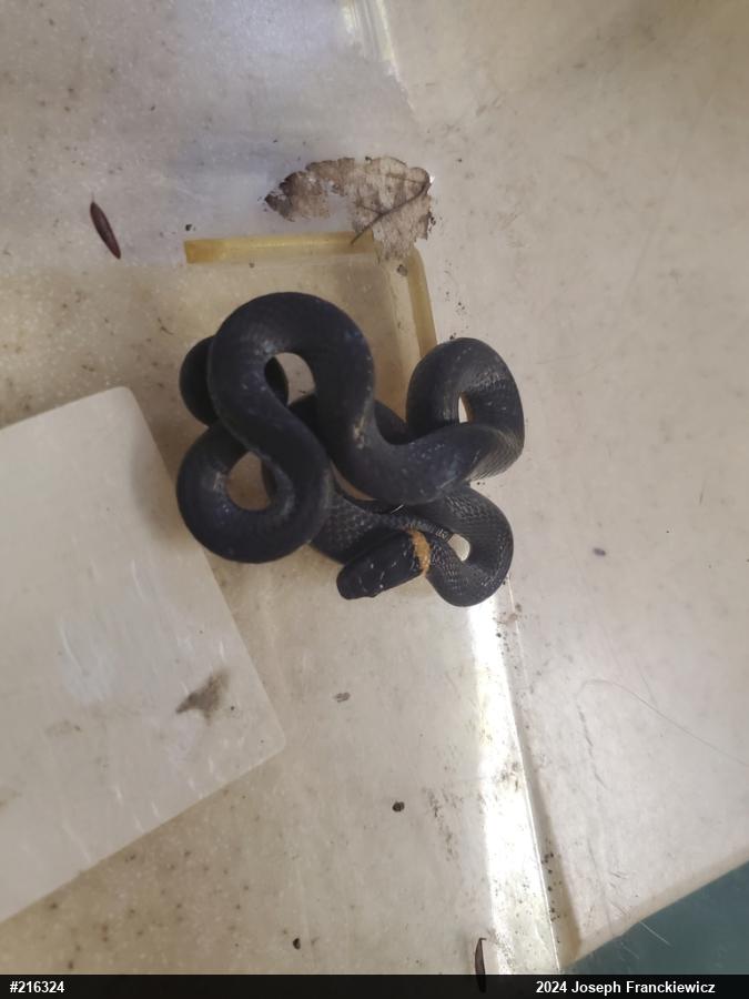 Northern Ring-necked Snake