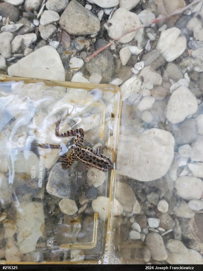 Pickerel Frog
