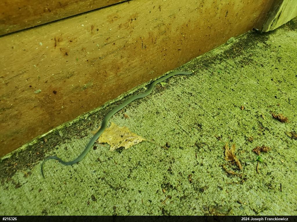 Northern Ring-necked Snake