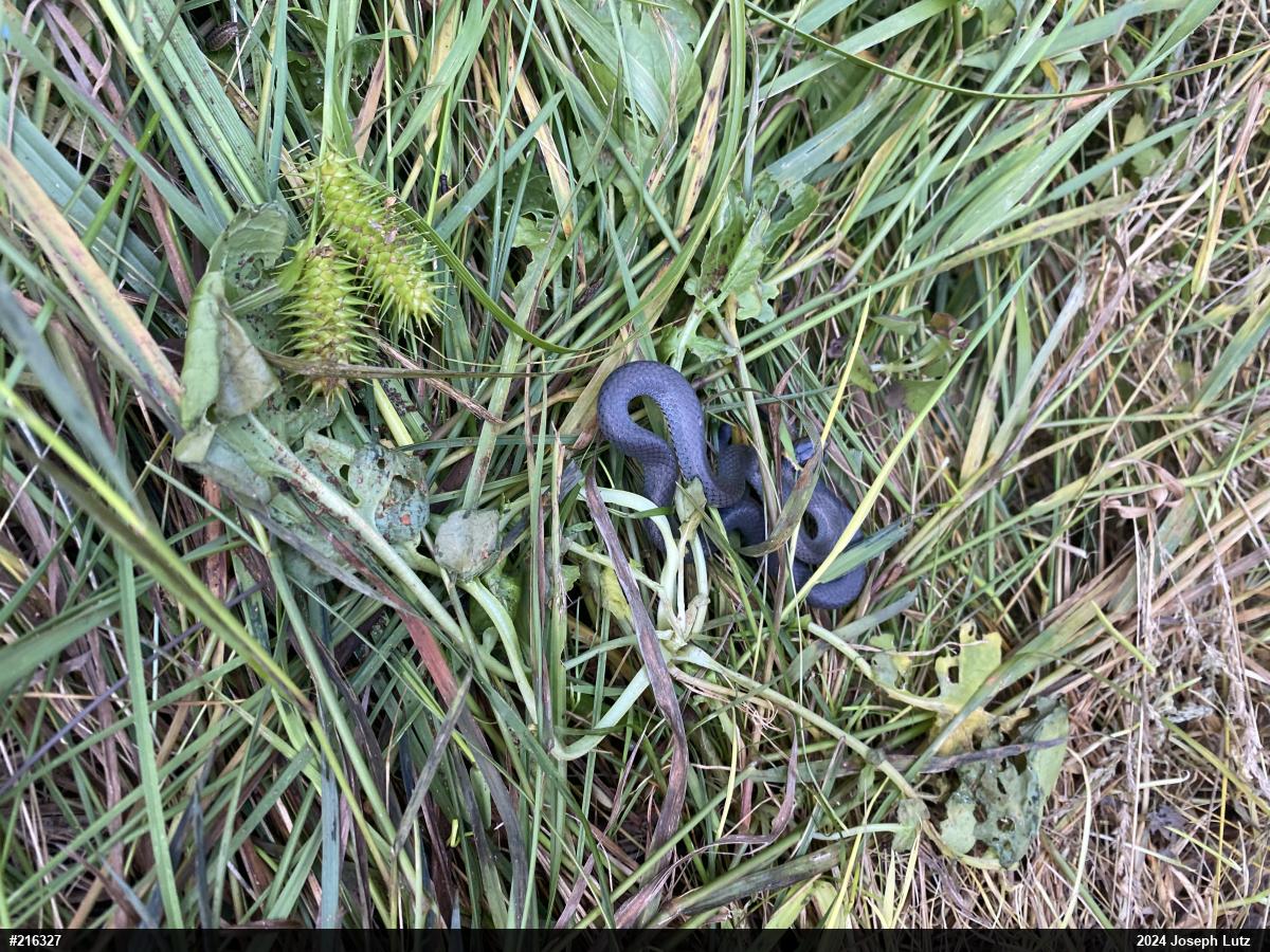 Northern Ring-necked Snake