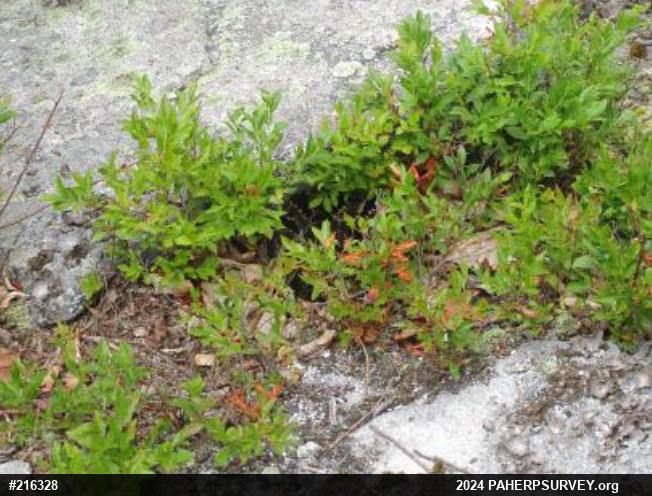 Timber Rattlesnake