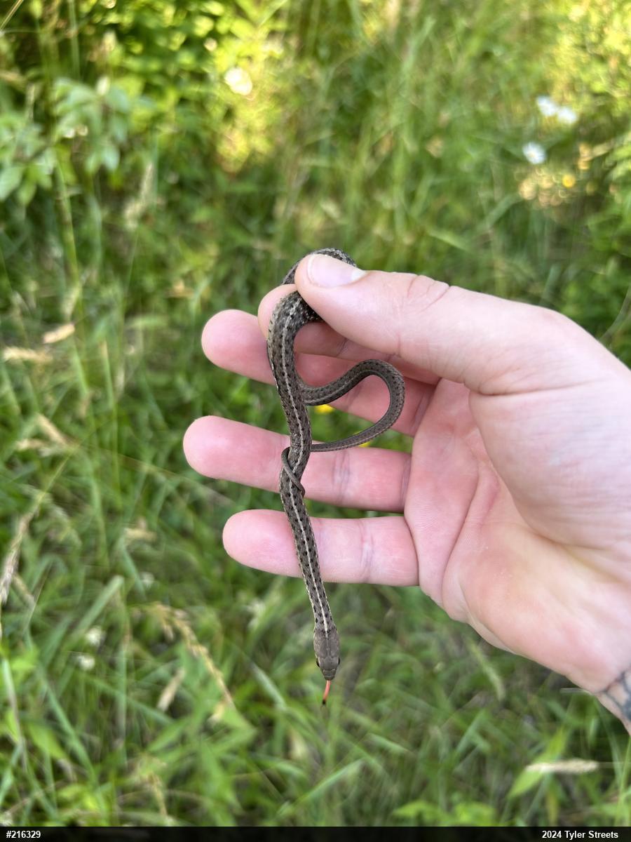 Eastern Gartersnake