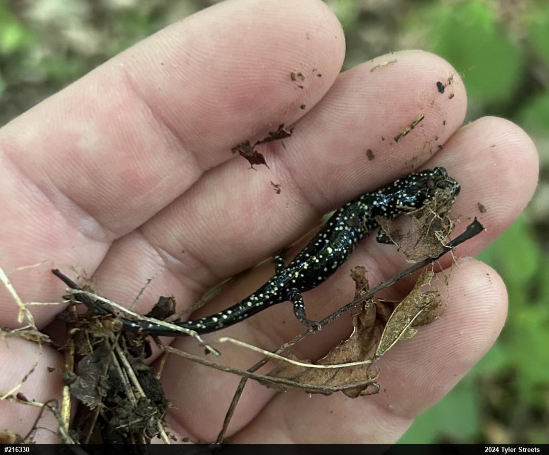 Northern Slimy Salamander