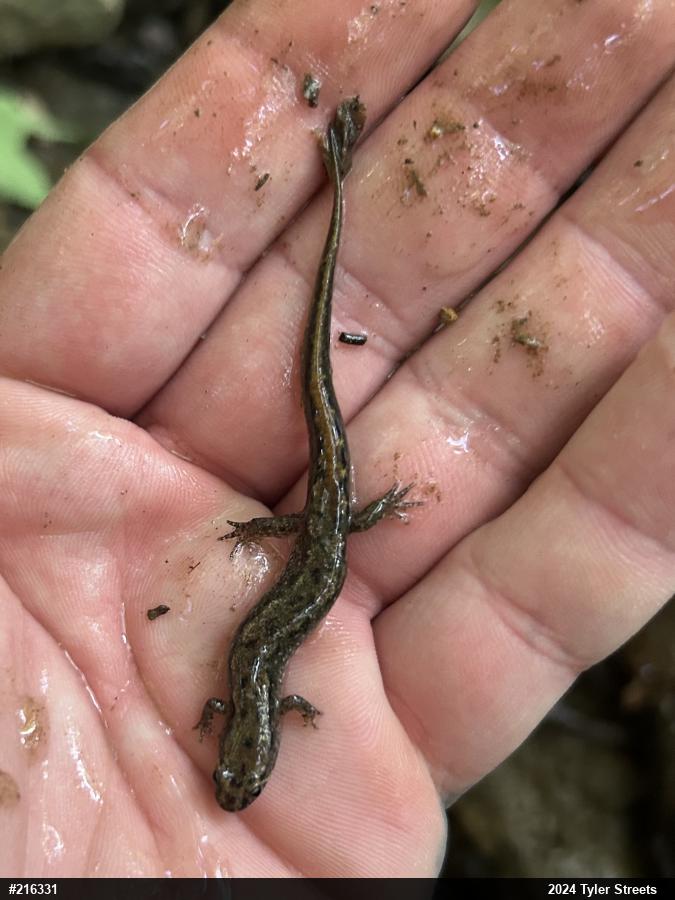 Northern Dusky Salamander