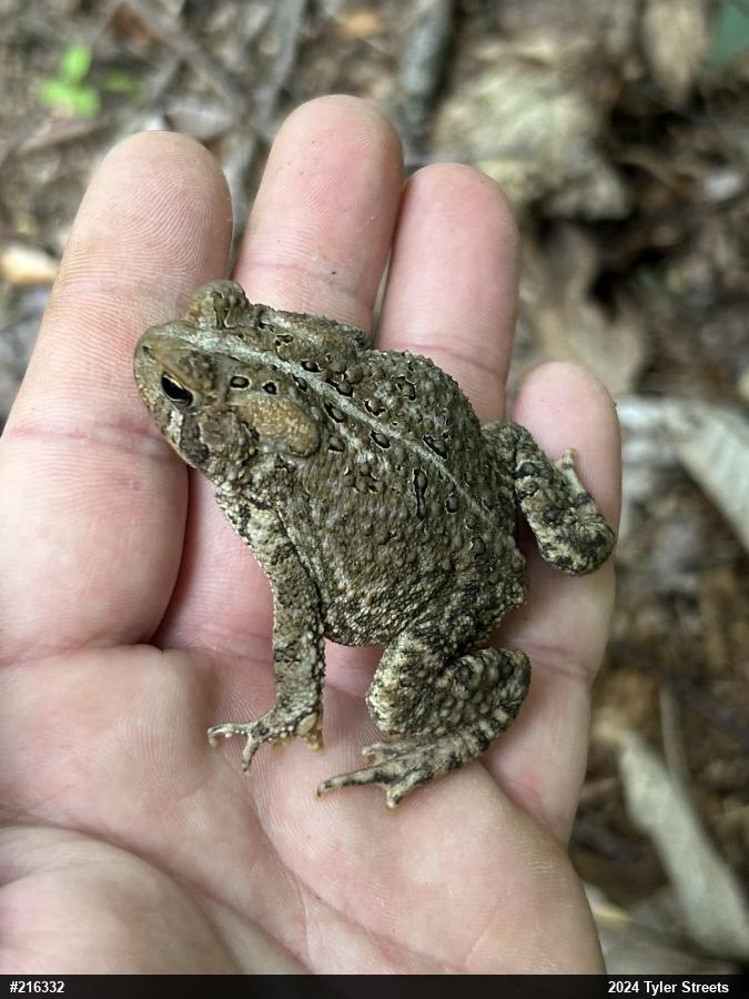 Eastern American Toad