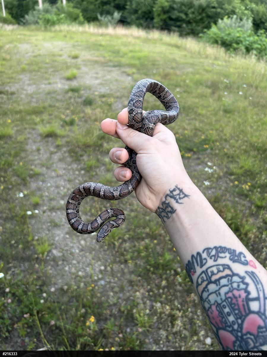 Eastern Milksnake
