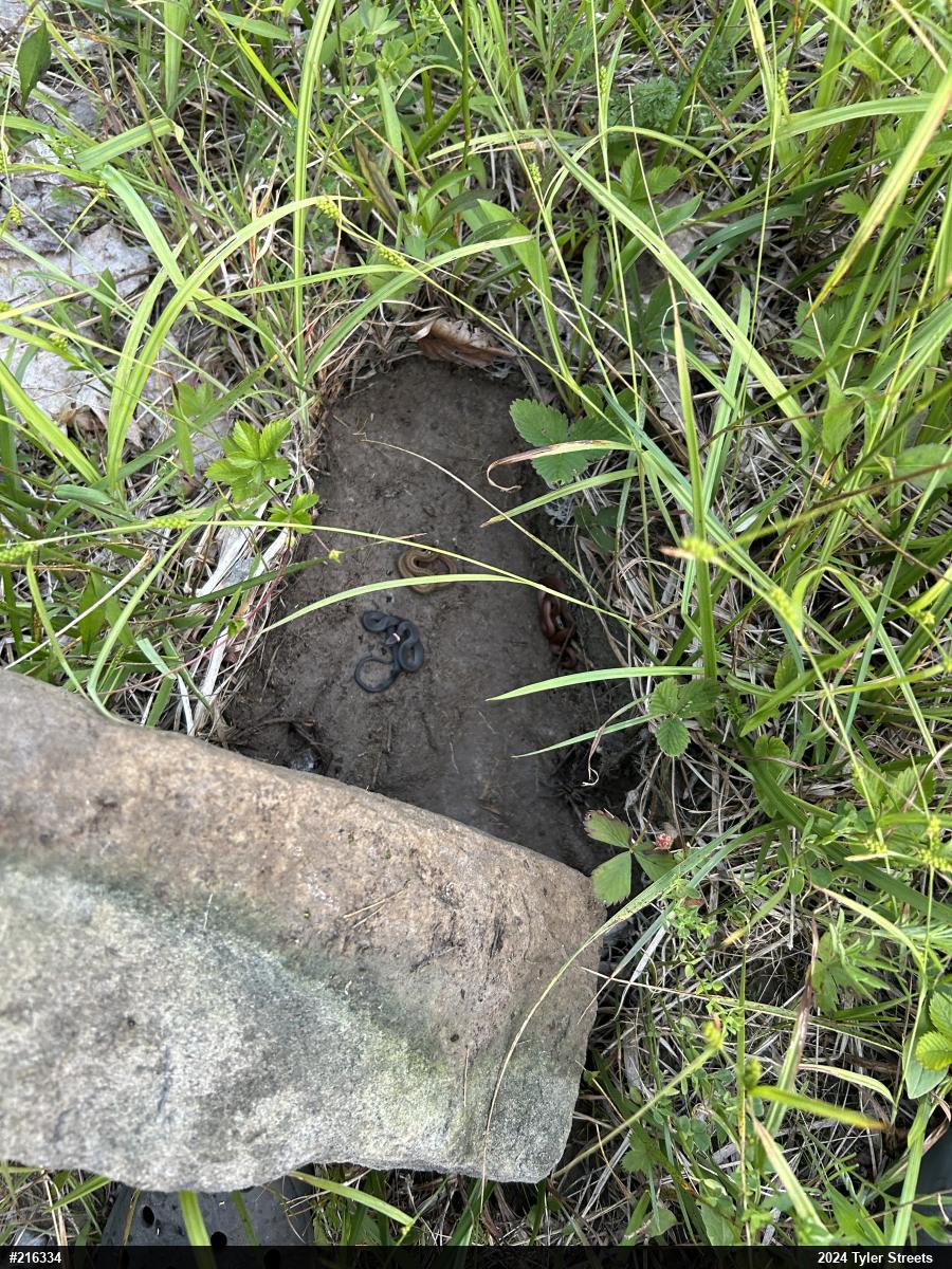 Northern Ring-necked Snake