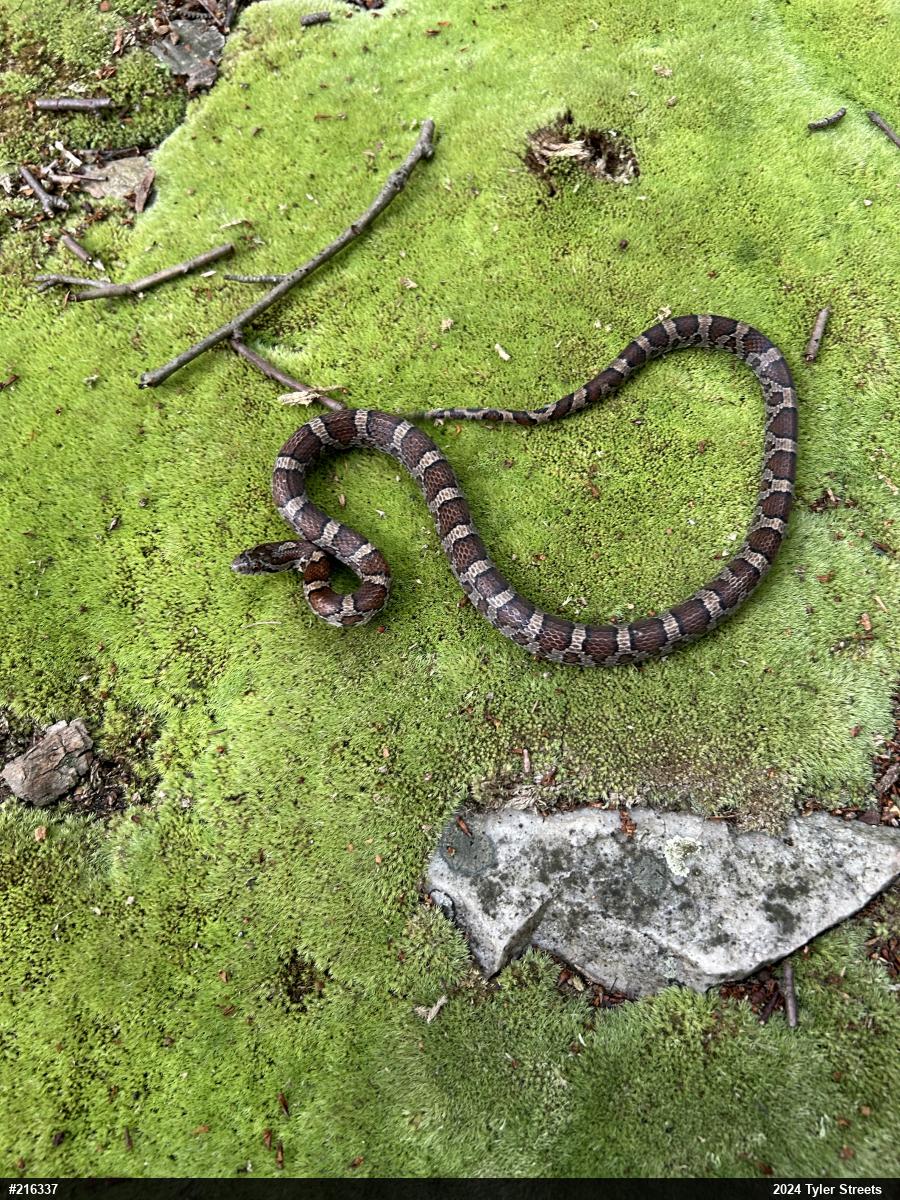 Eastern Milksnake