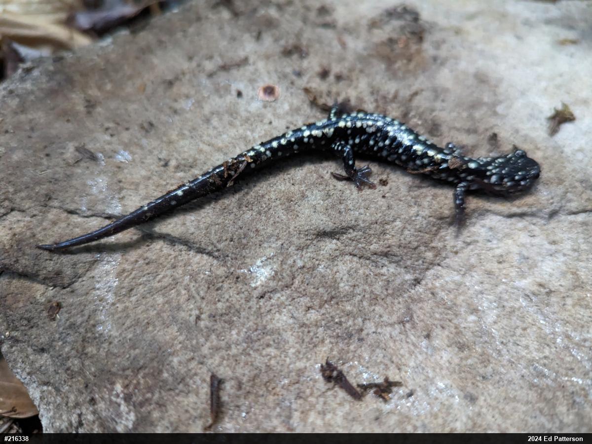 Northern Slimy Salamander