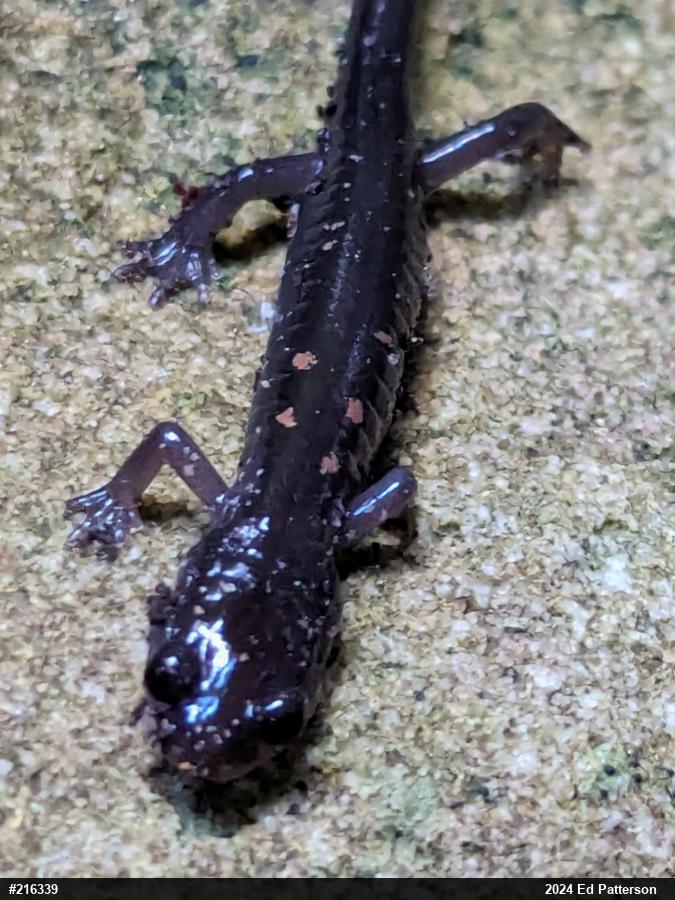 Wehrle's Salamander