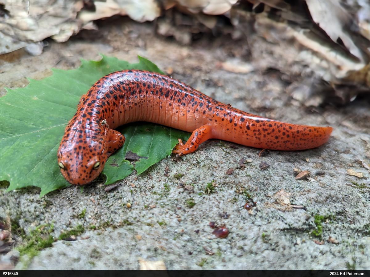 Northern Red Salamander