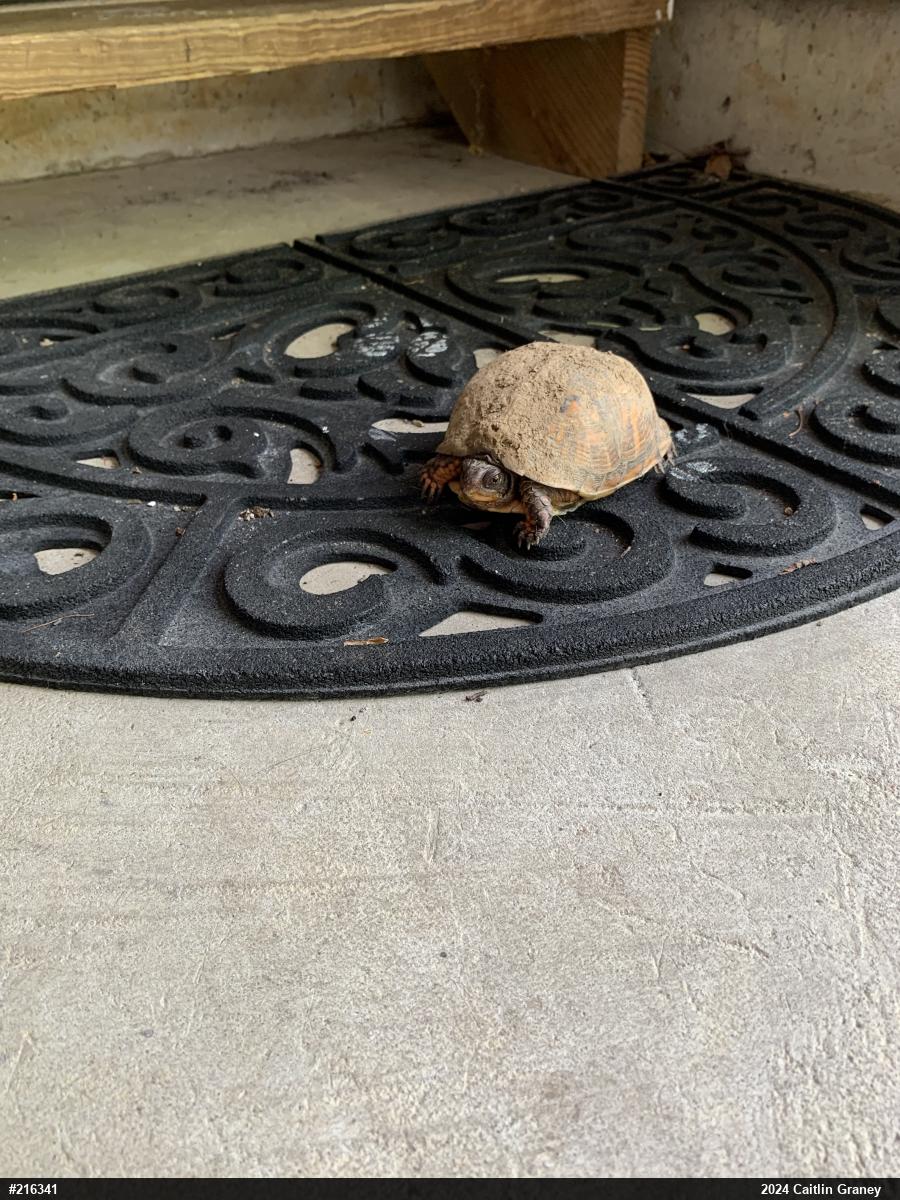 Eastern Box Turtle