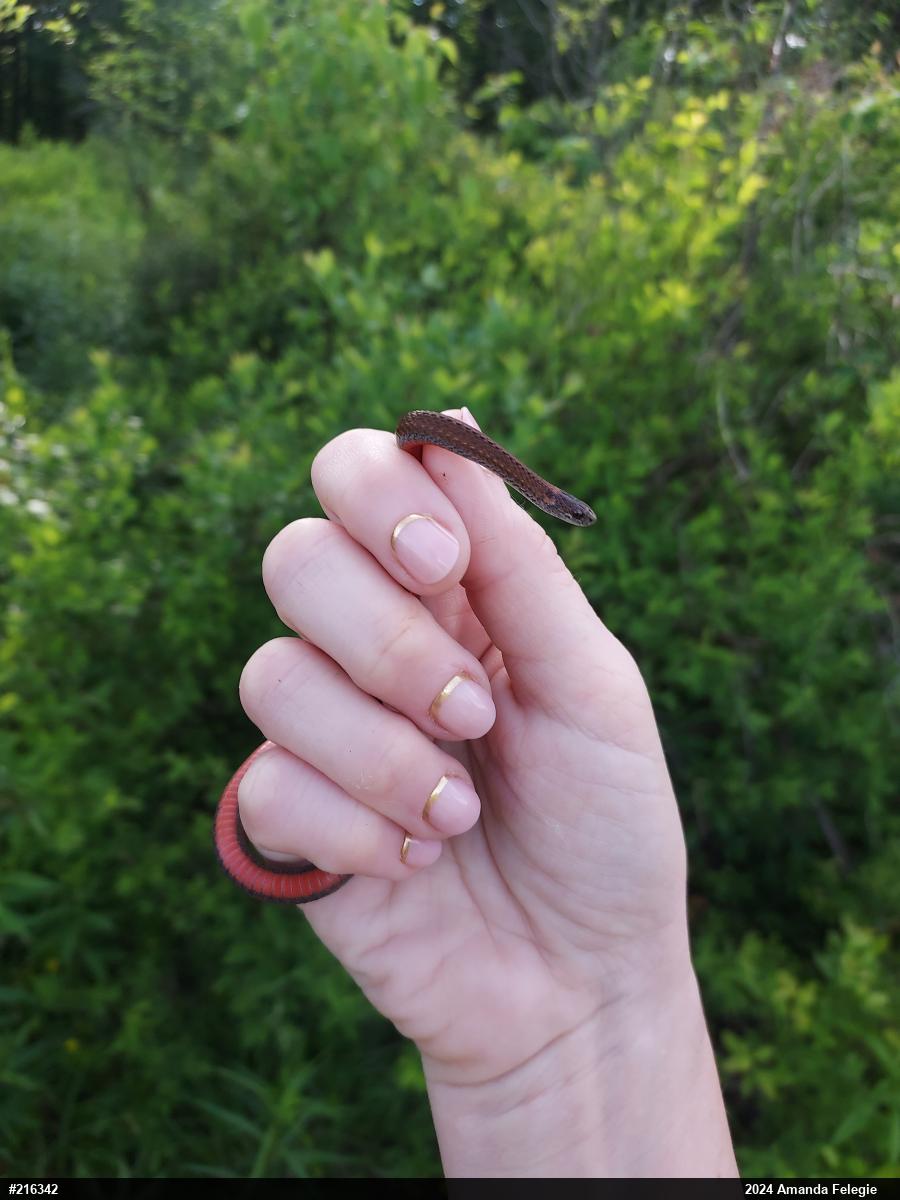 Red-bellied Snake