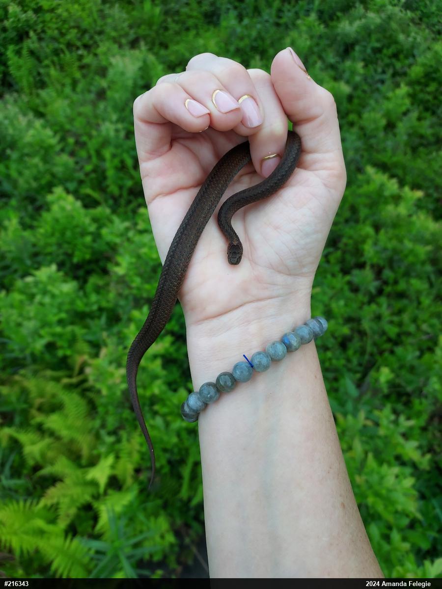 Red-bellied Snake
