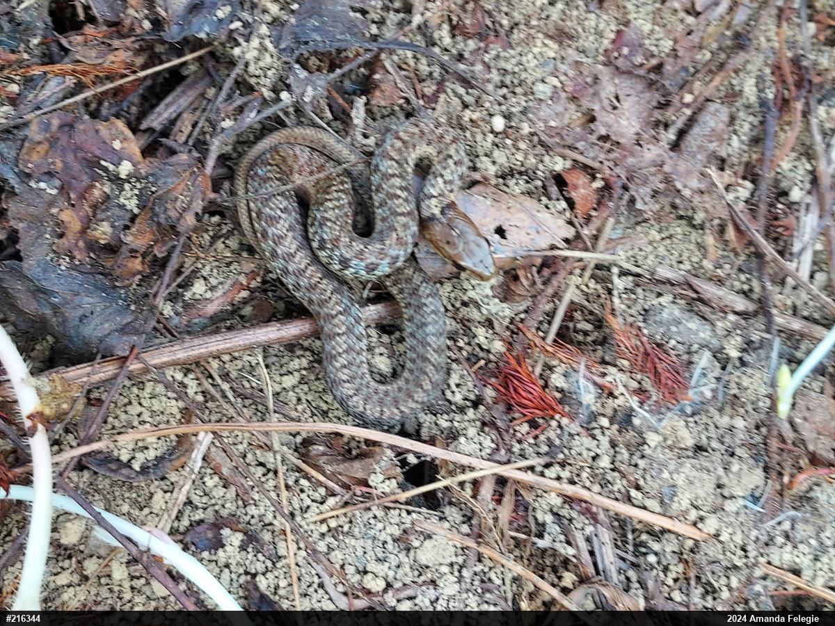 Eastern Gartersnake