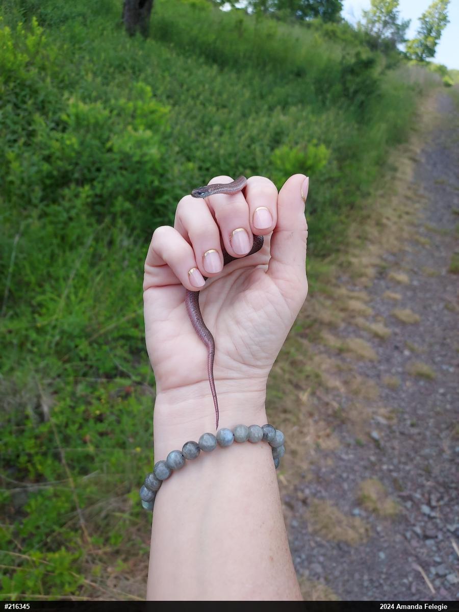 Red-bellied Snake