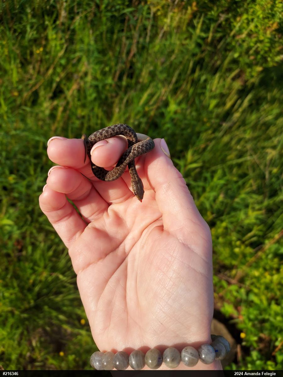 Eastern Gartersnake
