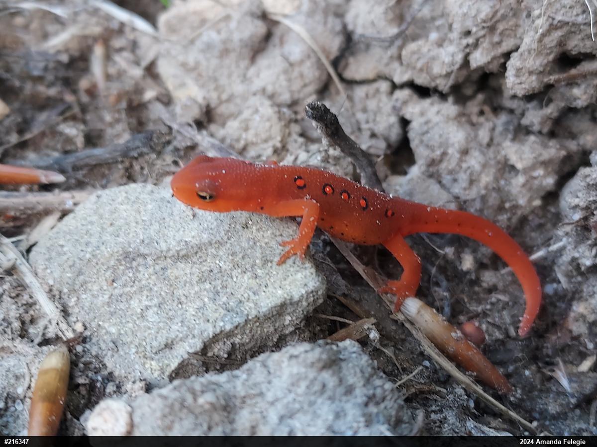 Red-spotted Newt
