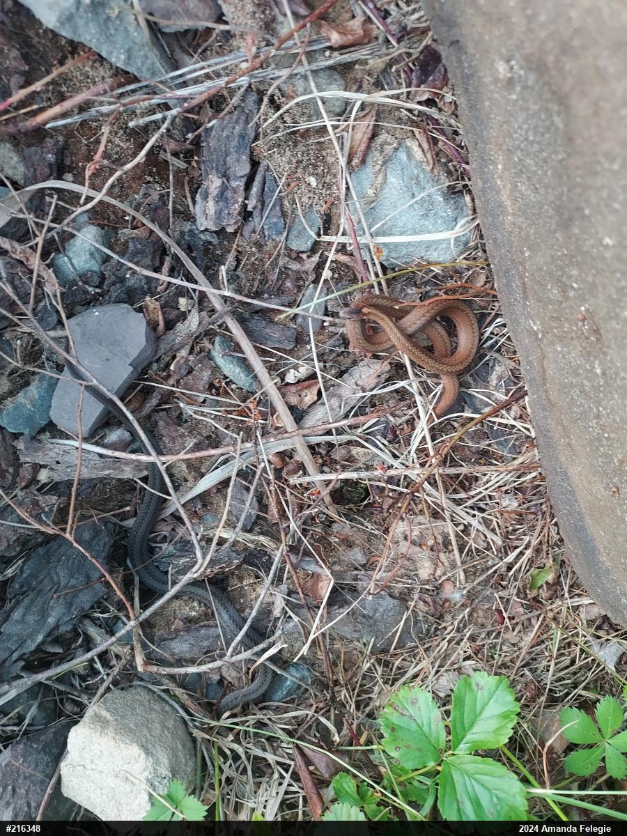 Red-bellied Snake