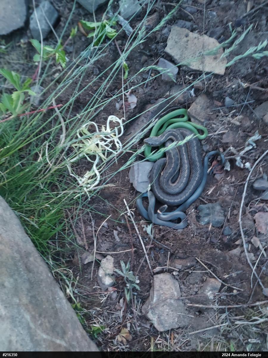 Smooth Greensnake