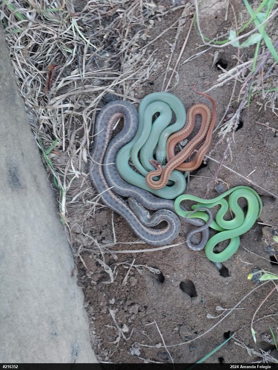 Red-bellied Snake