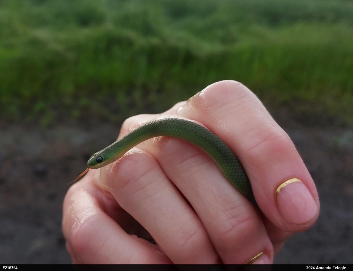 Smooth Greensnake