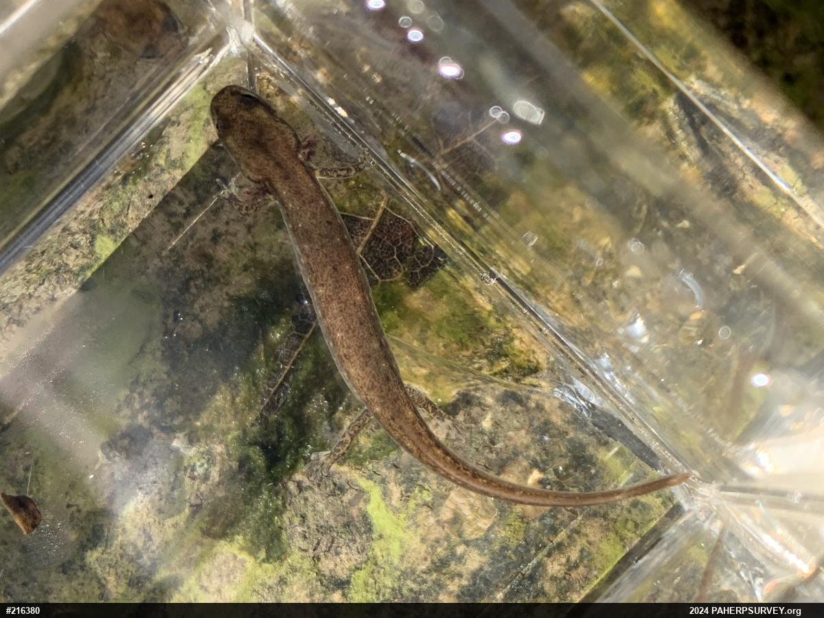 Northern Two-lined Salamander