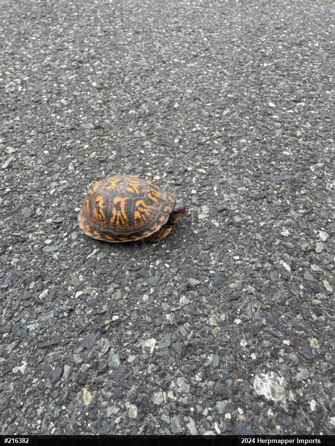 Eastern Box Turtle