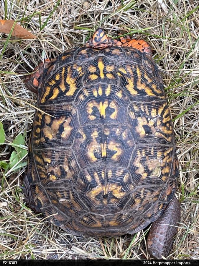 Eastern Box Turtle