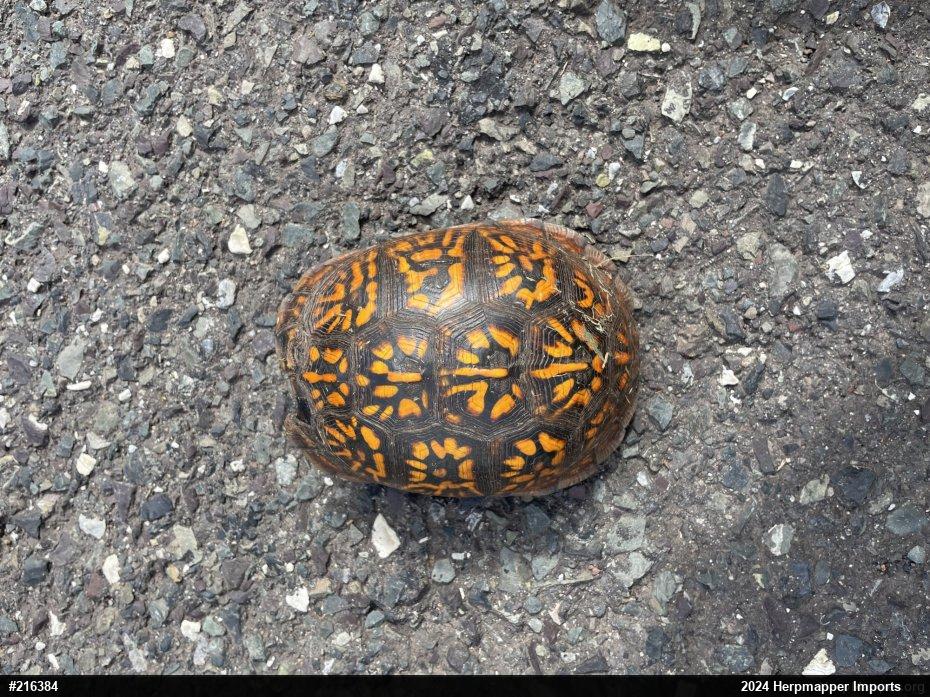 Eastern Box Turtle