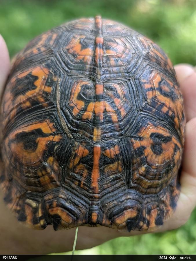 Eastern Box Turtle