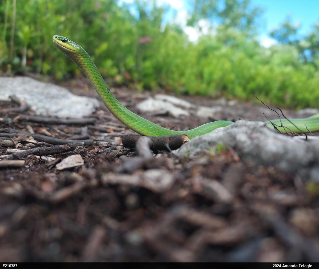 Smooth Greensnake