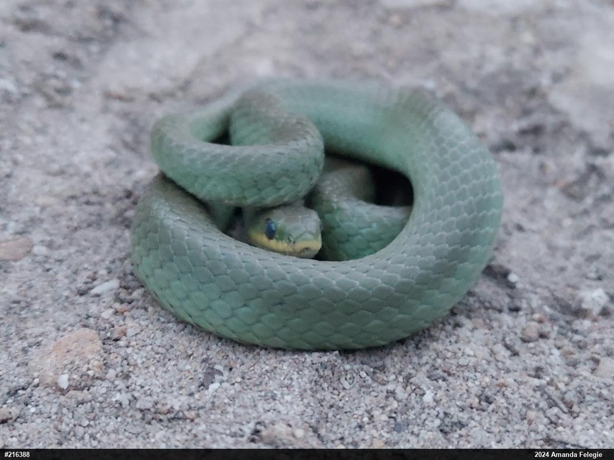 Smooth Greensnake
