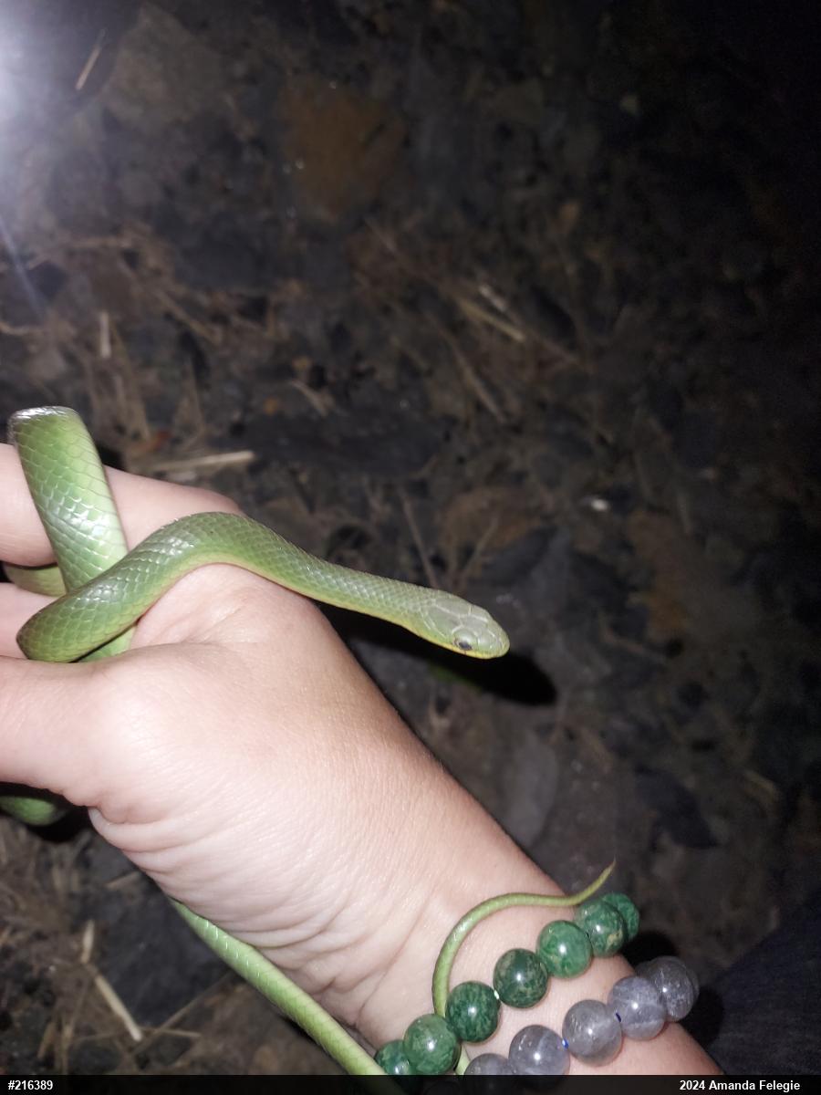 Smooth Greensnake