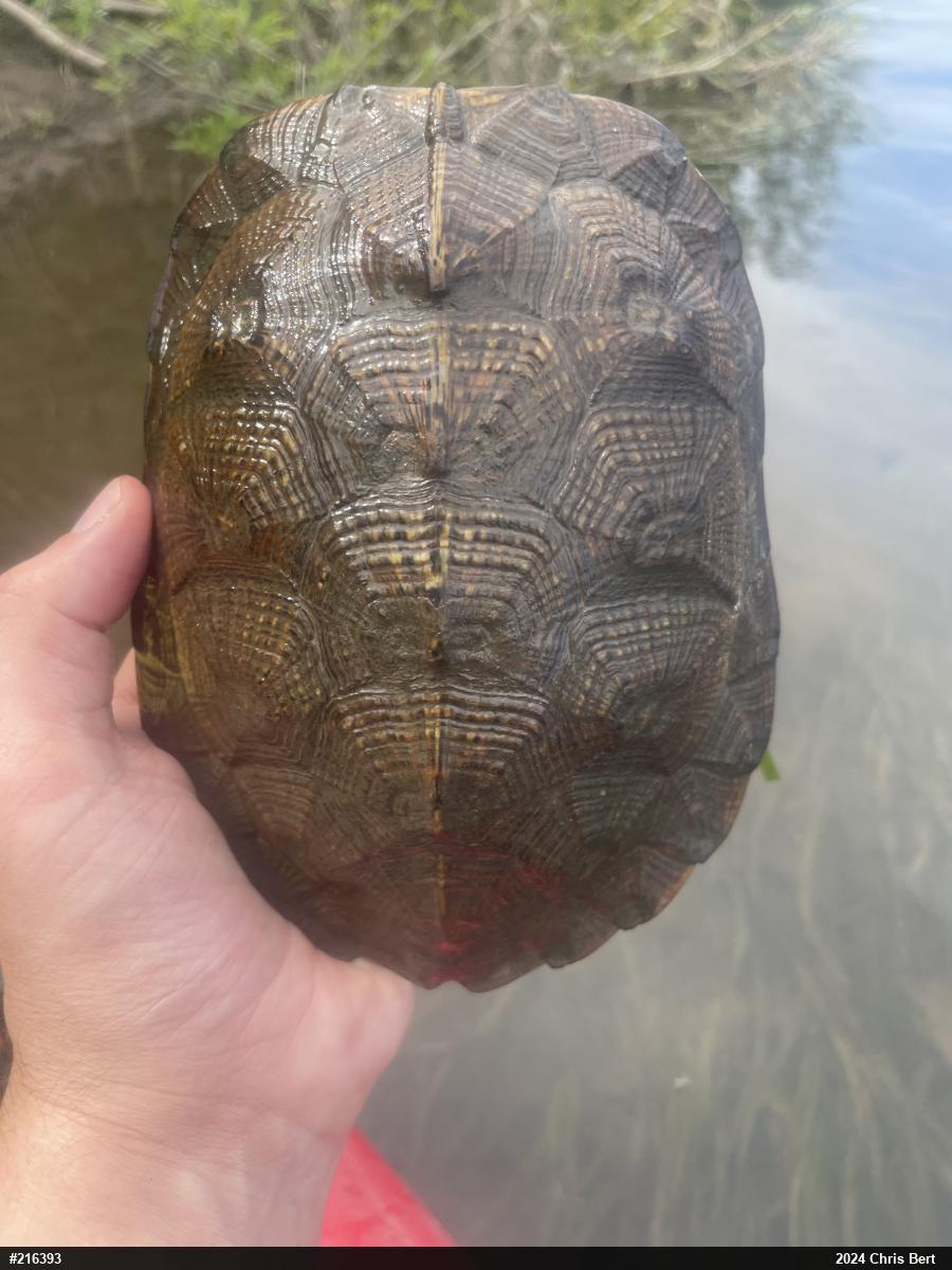 Wood Turtle