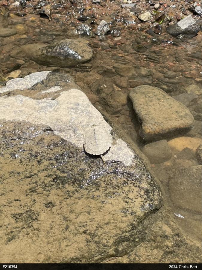 Northern Map Turtle