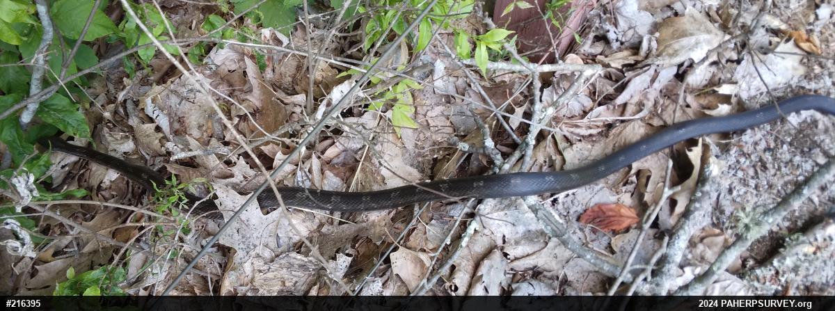 Eastern Ratsnake