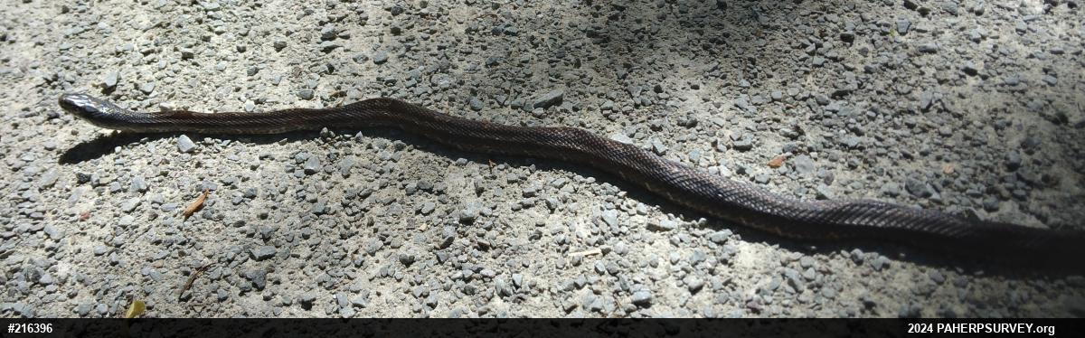 Eastern Ratsnake