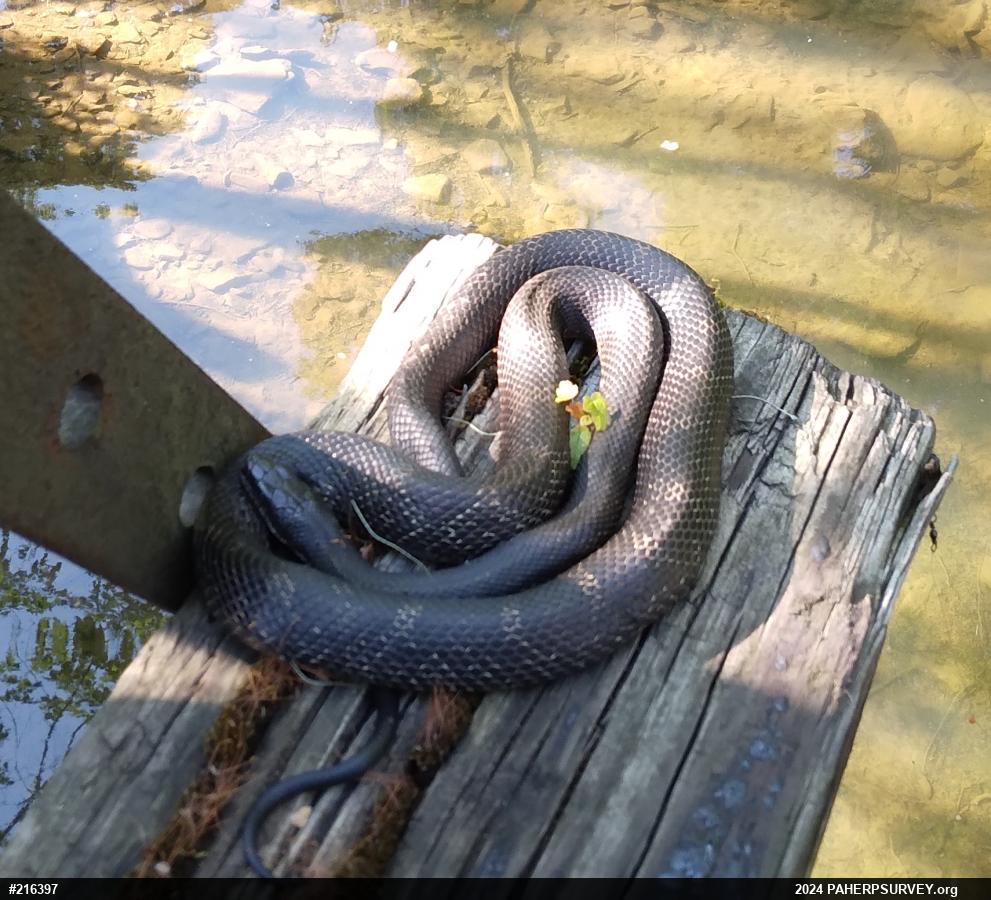 Eastern Ratsnake