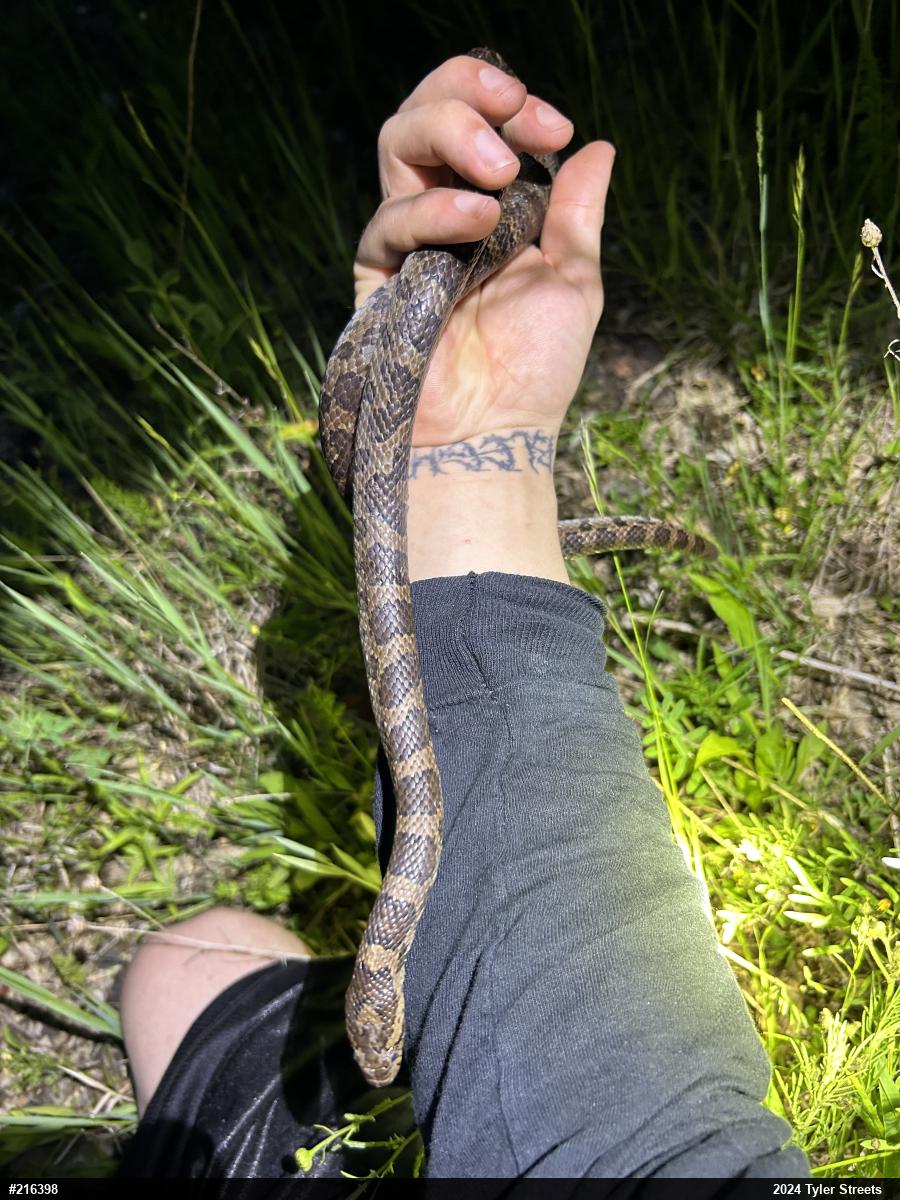Eastern Milksnake