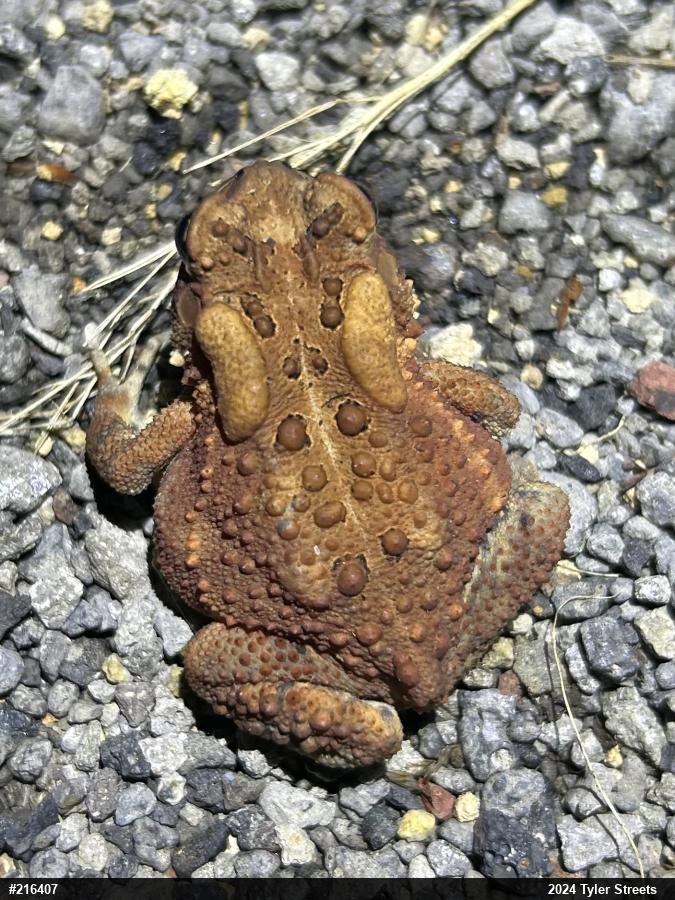 Eastern American Toad