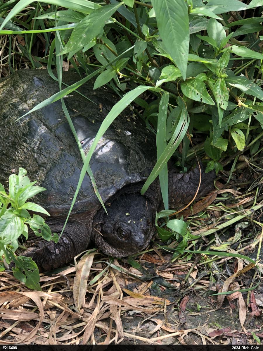 Snapping Turtle