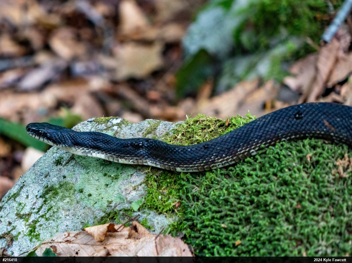 Eastern Ratsnake