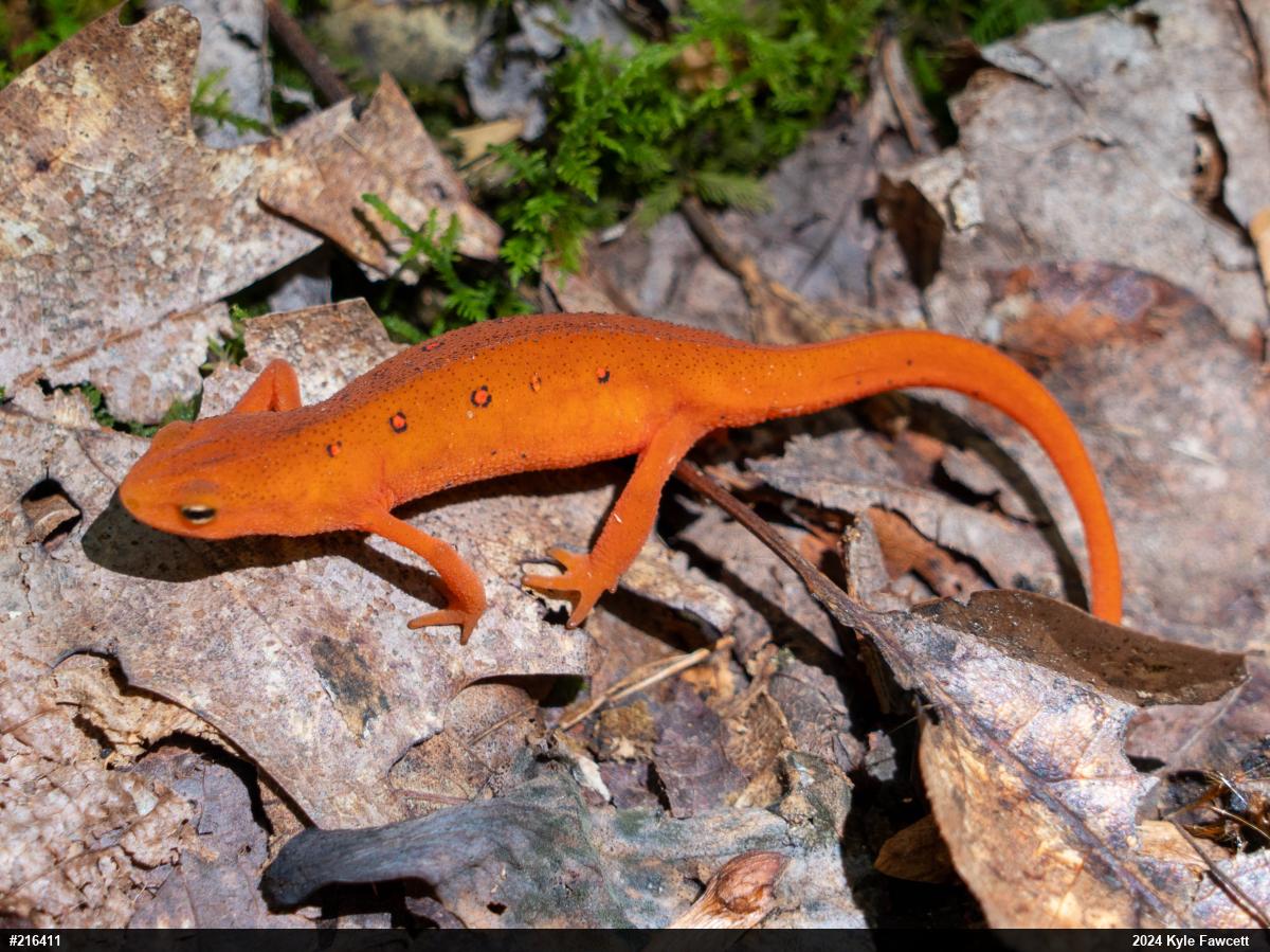 Red-spotted Newt