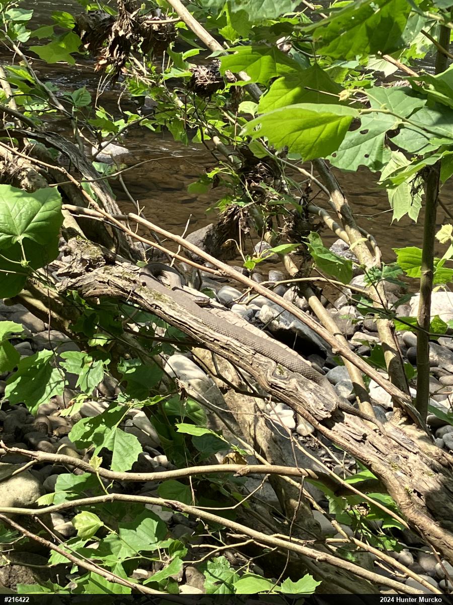 Northern Watersnake